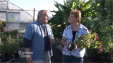Planting Hardy Fuchsias
