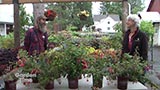 Blooming Hardy Fuchsias