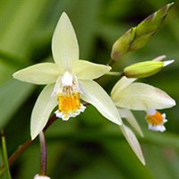 Hardy Ground Orchid - Ochracea