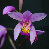 Hardy Ground Orchid - Yokohama