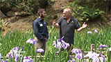 Japanese Garden Iris