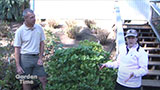Fall Hydrangea Pruning