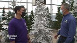 Everlasting Christmas Trees