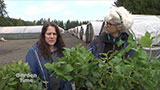 Hydrangeas Plus - GardenPalooza Preview